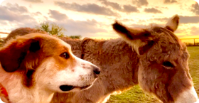 Ranch dog and donkey at 88888 Ranch