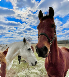 Horses in the field at 88888 Ranch at golden hour